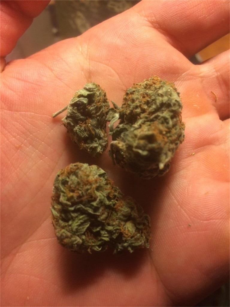 LVPK marijuana strain flower with honey and sweet flavor and creative / aroused effects - Rare Harvest hybrid