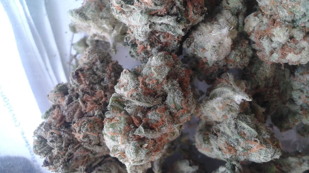 Magnum PI marijuana strain flower with orange and citrus flavor and energetic / focused effects - Rare Harvest sativa