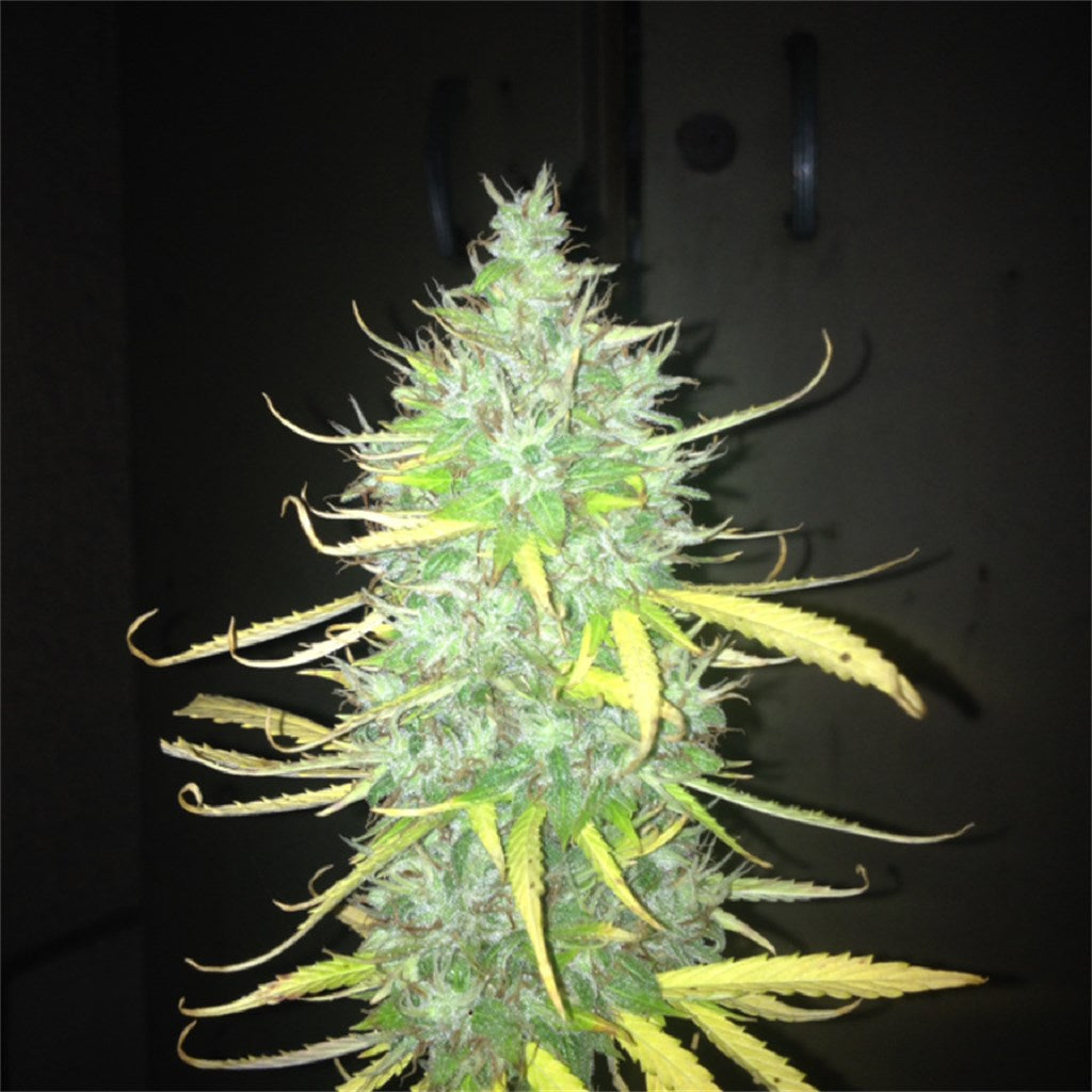 Magnum marijuana strain flower with pepper and flowery flavor and energetic / talkative effects - Rare Harvest hybrid