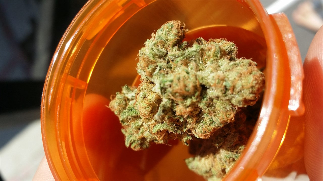 Mai Tai Cookies marijuana strain flower with tree fruit and orange flavor and uplifted / energetic effects - Rare Harvest hybrid