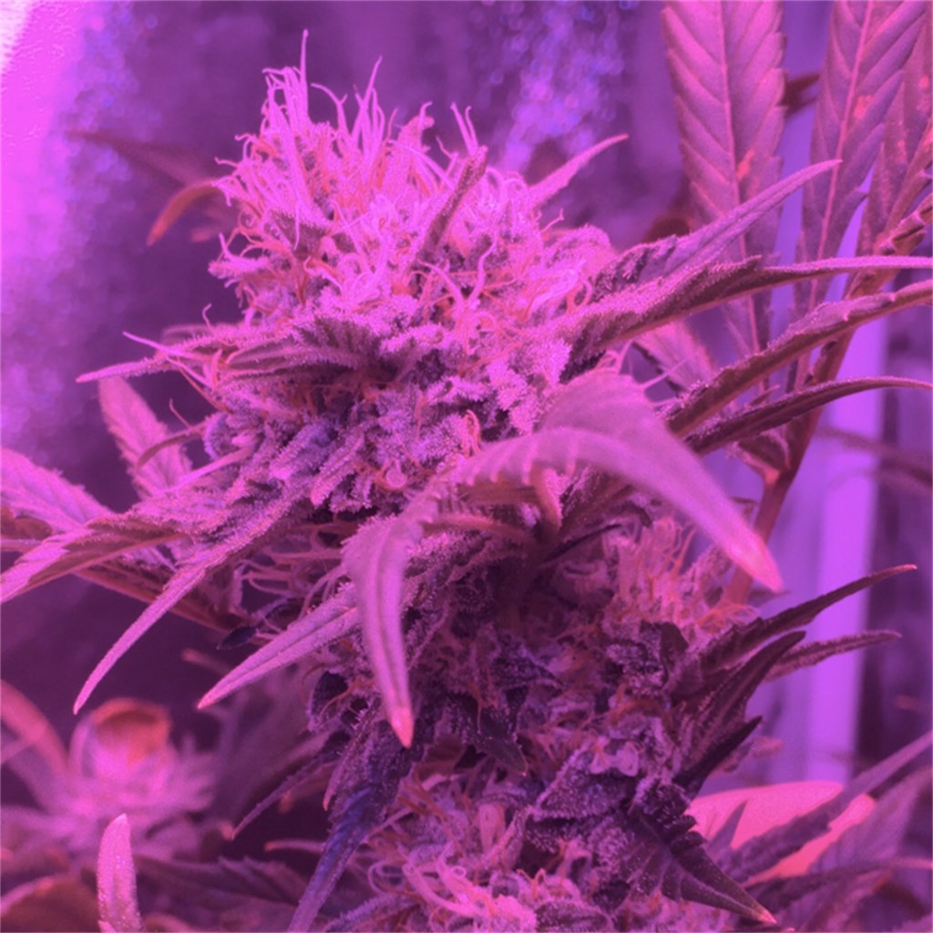 Mako Haze marijuana strain flower with lemon and cheese flavor and energetic / euphoric effects - Rare Harvest sativa