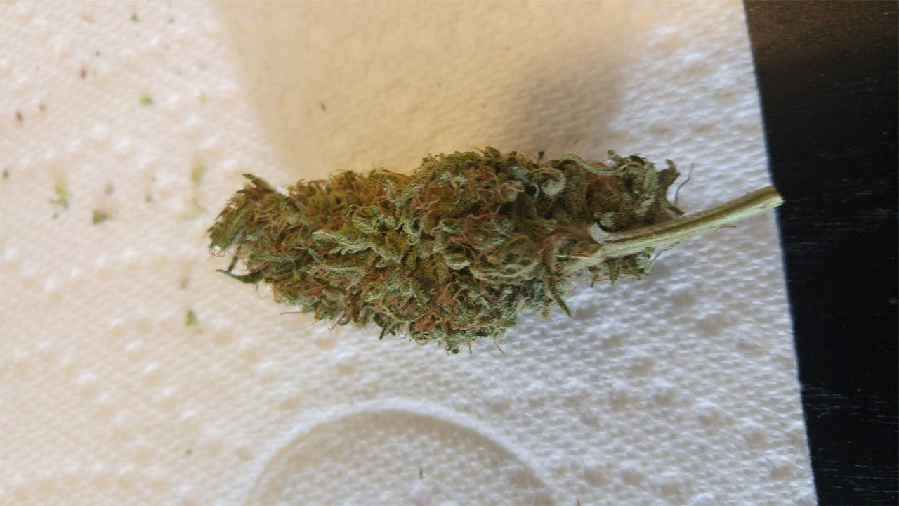Malakoff marijuana strain flower with tobacco and sweet flavor and energetic / creative effects - Rare Harvest sativa