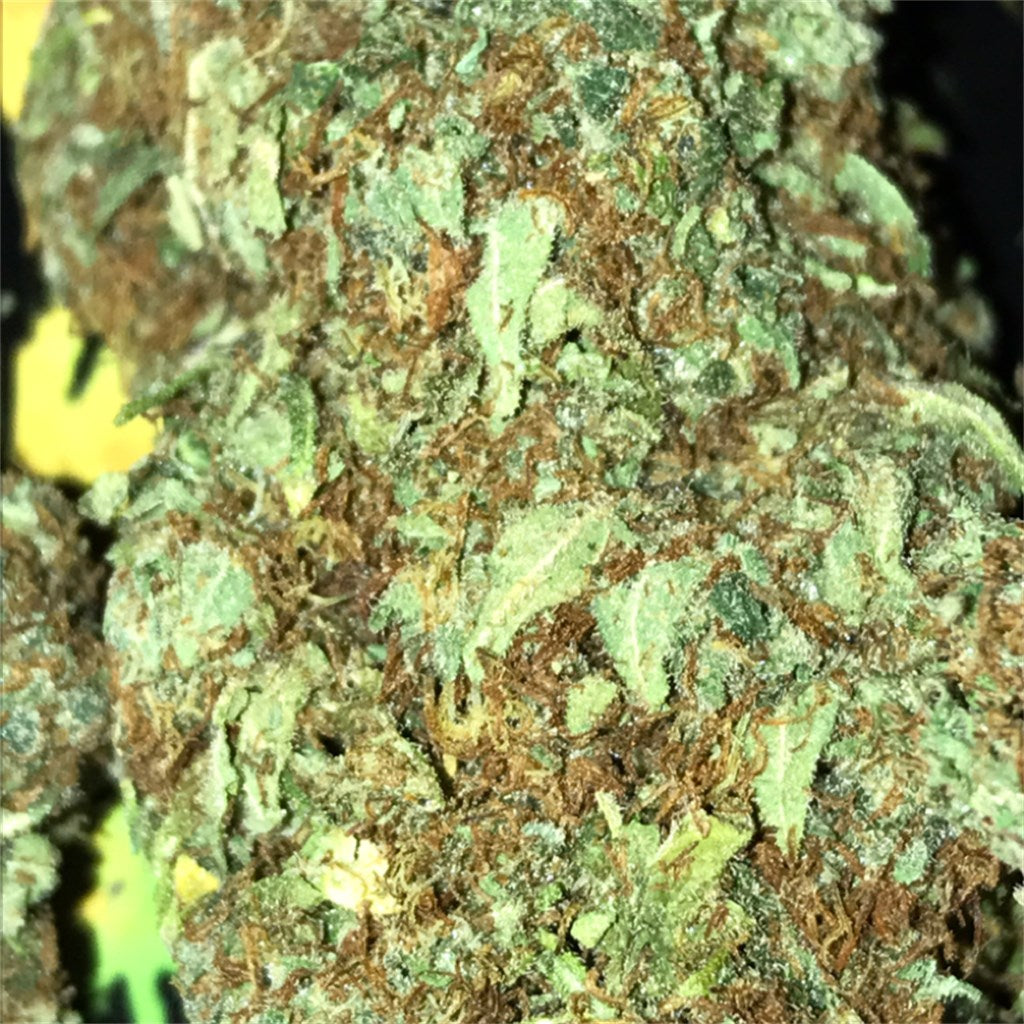 Mammoth marijuana strain flower with honey and pineapple flavor and focused / creative effects - Rare Harvest hybrid