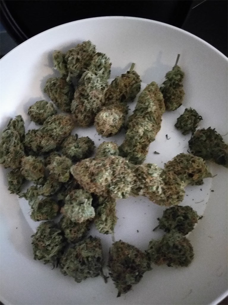 Mango Dream marijuana strain flower with mango and tropical flavor and focused / energetic effects - Rare Harvest sativa