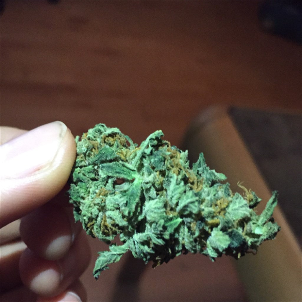 Mango Kush marijuana strain flower with mango and tropical flavor and giggly / hungry effects - Rare Harvest hybrid