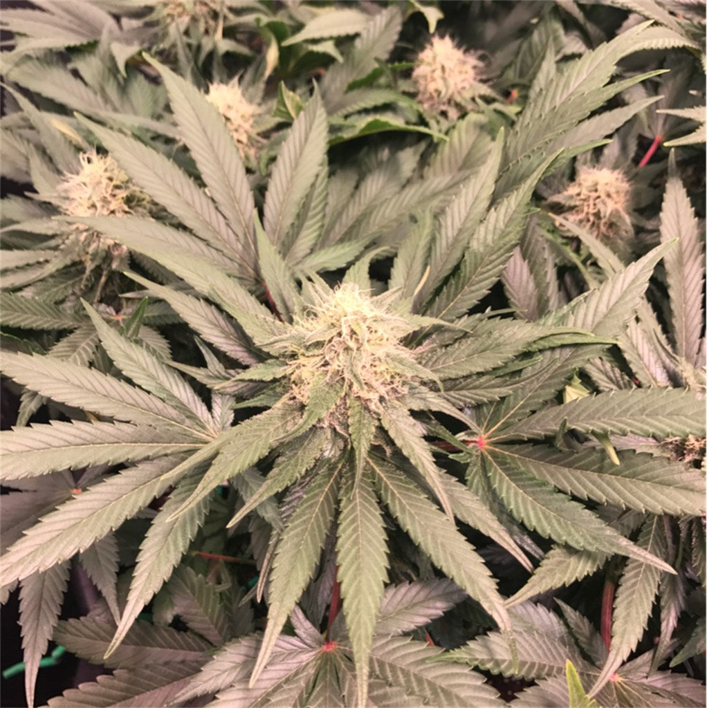 Mango marijuana strain flower with mango and tropical flavor and hungry / relaxed effects - Rare Harvest indica