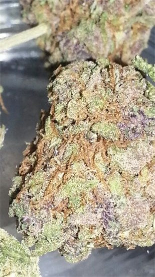Manitoba Poison marijuana strain flower with cheese and earthy flavor and energetic / creative effects - Rare Harvest hybrid