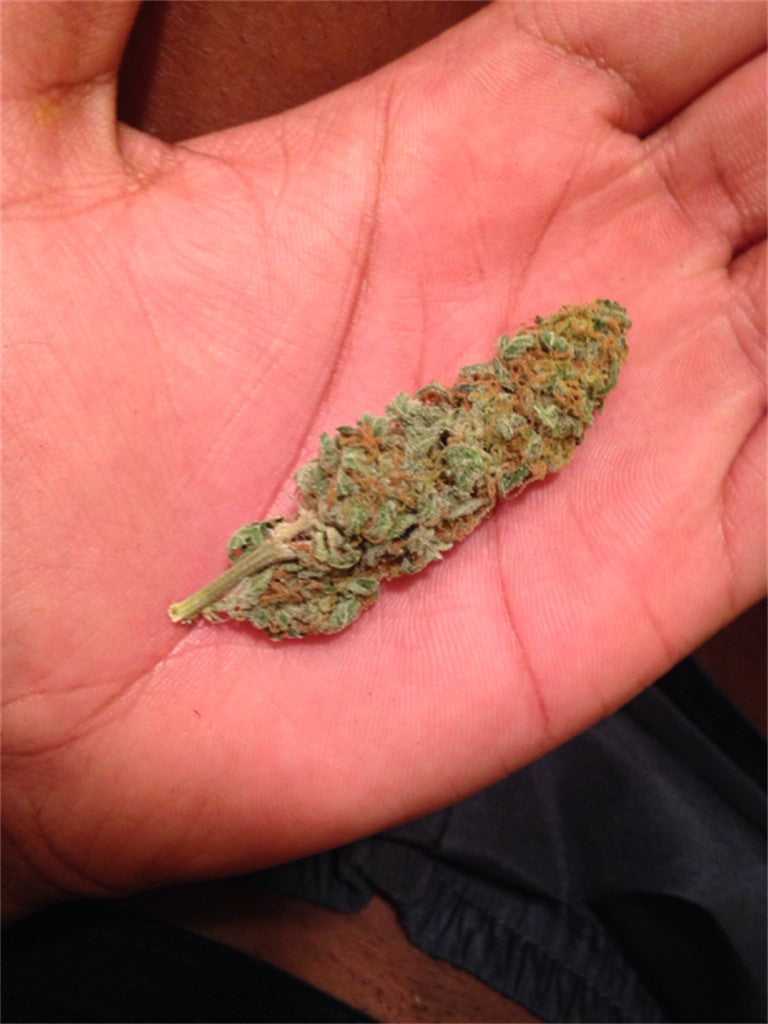 Marley's Collie marijuana strain flower with lemon and mint flavor and creative / energetic effects - Rare Harvest hybrid