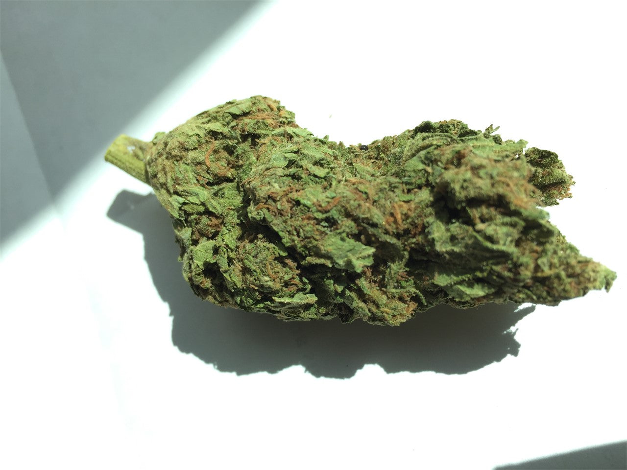 Master Jedi marijuana strain flower with pine and tea flavor and relaxed / happy effects - Rare Harvest indica