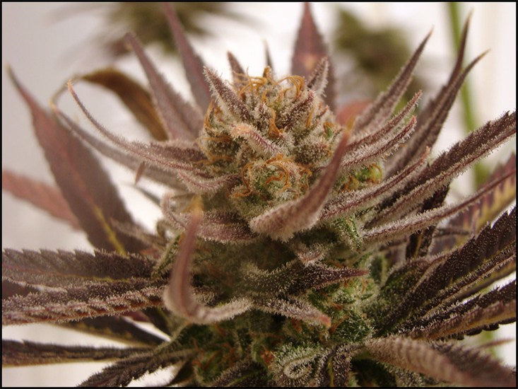 Mau-Mau marijuana strain flower and energetic / uplifted effects - Rare Harvest hybrid