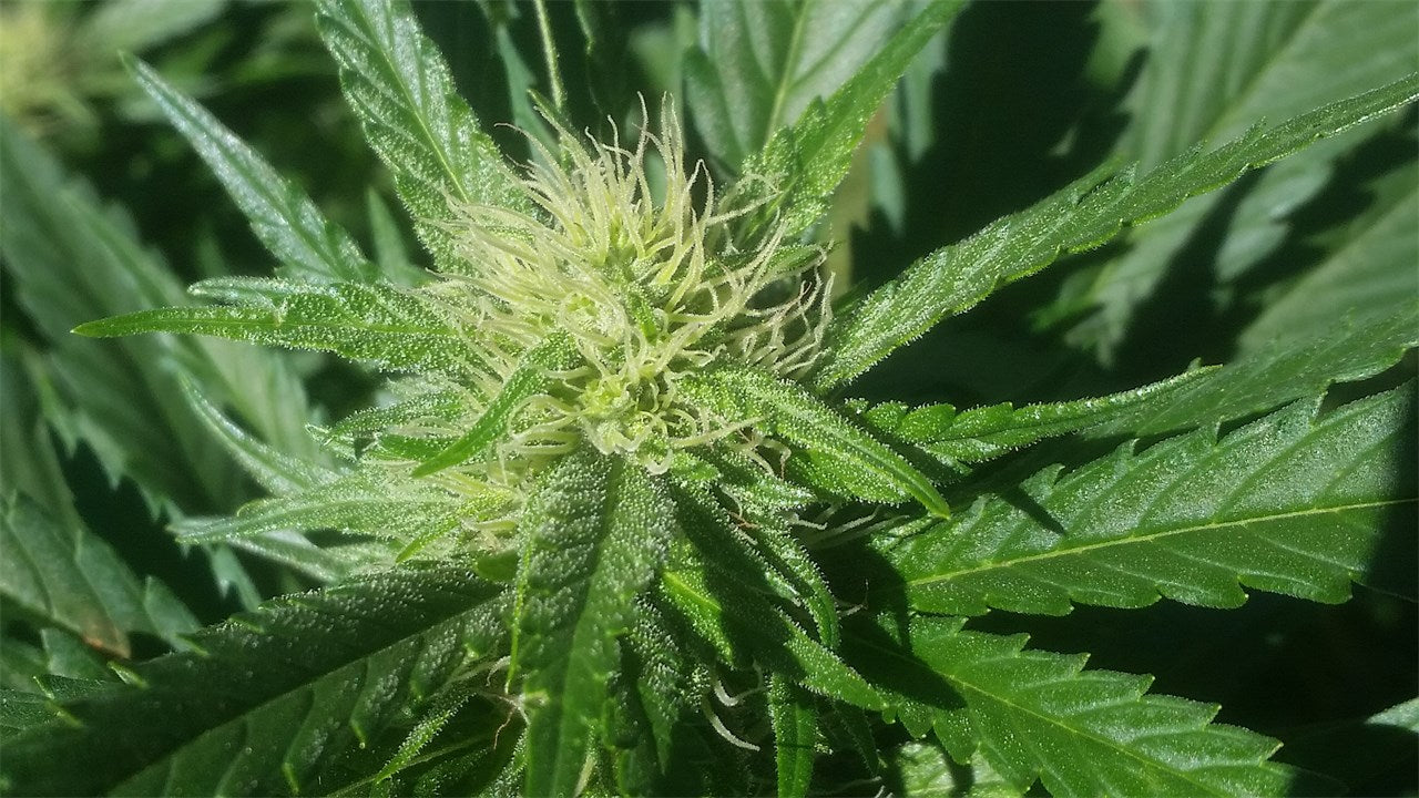 Maui Bubble Gift marijuana strain flower with pear and blue cheese flavor and relaxed / uplifted effects - Rare Harvest hybrid