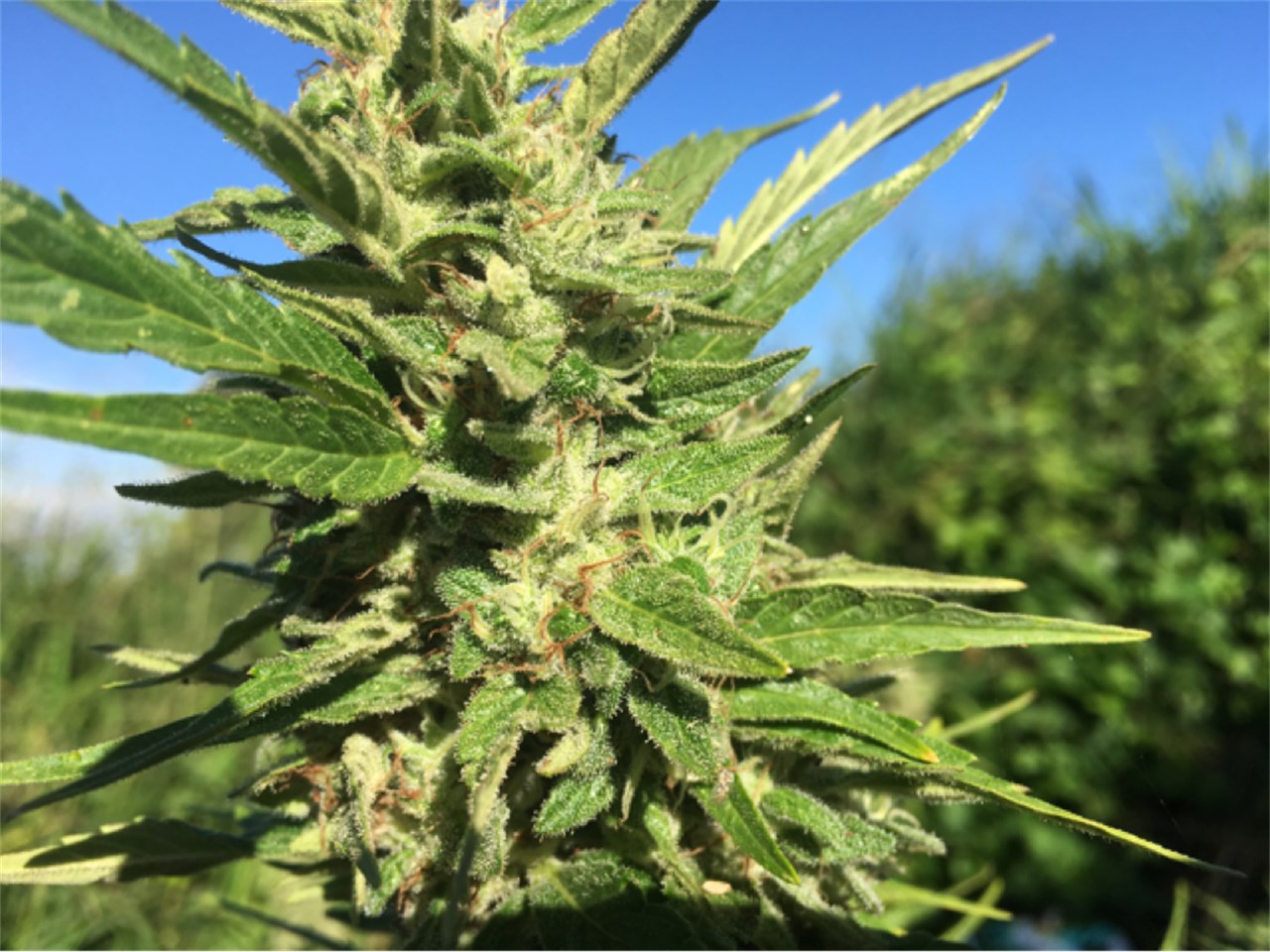 Maui Mango Diesel marijuana strain flower with mango and tropical flavor and energetic / creative effects - Rare Harvest hybrid