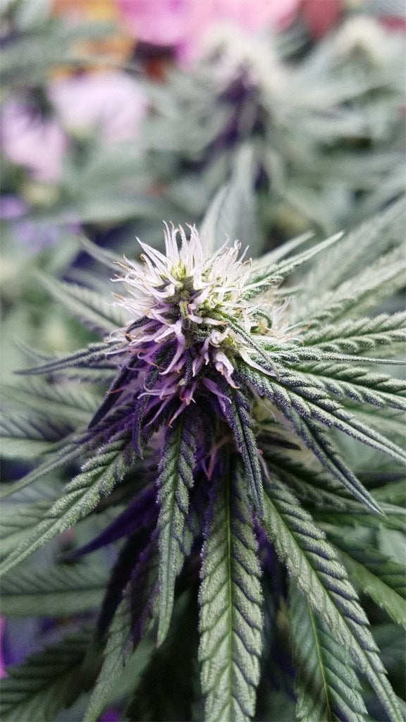 Mazar I Sharif marijuana strain flower with earthy and flowery flavor and sleepy / relaxed effects - Rare Harvest indica