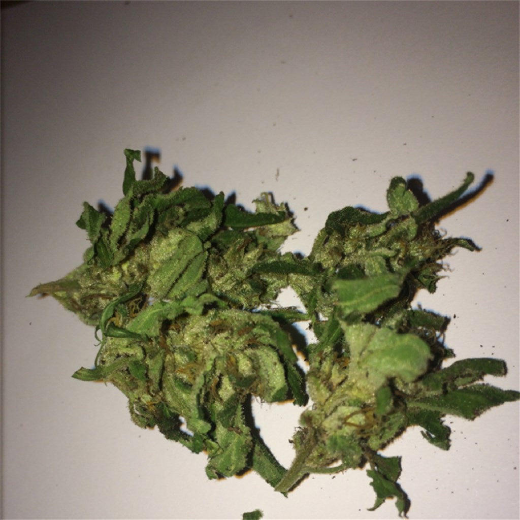 Mazar Kush marijuana strain flower with rose and nutty flavor and sleepy / relaxed effects - Rare Harvest indica