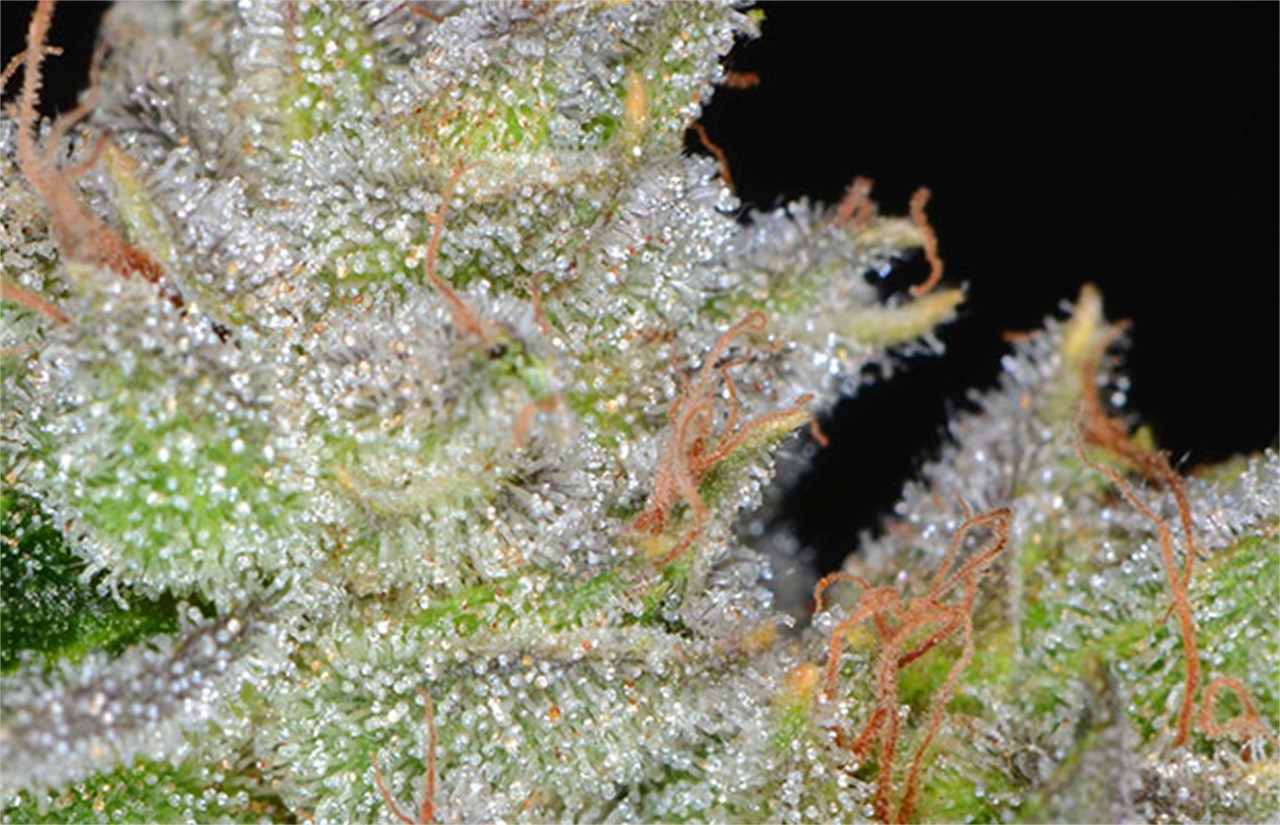 MC1 marijuana strain flower with diesel and lemon flavor and energetic / uplifted effects - Rare Harvest hybrid