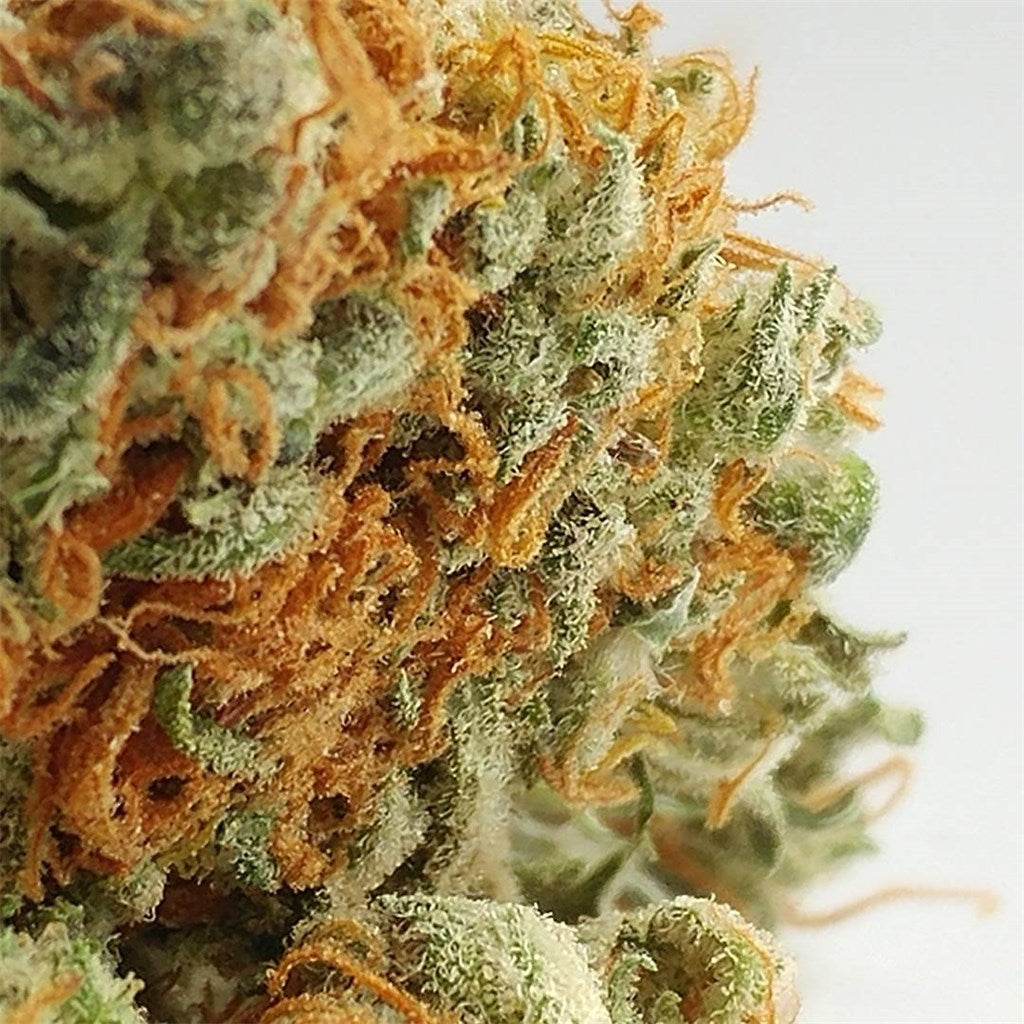 Medibud marijuana strain flower with sweet and spicy/herbal flavor and uplifted / relaxed effects - Rare Harvest hybrid