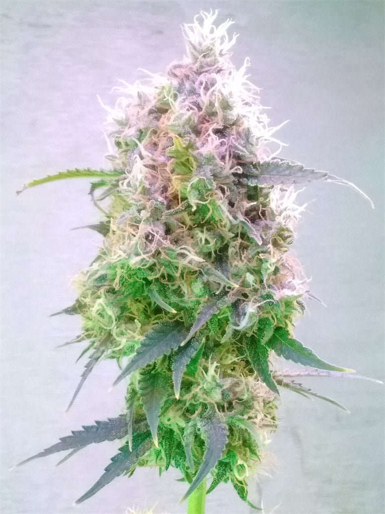 Mega Jackpot marijuana strain flower with strawberry and grape flavor and creative / talkative effects - Rare Harvest hybrid