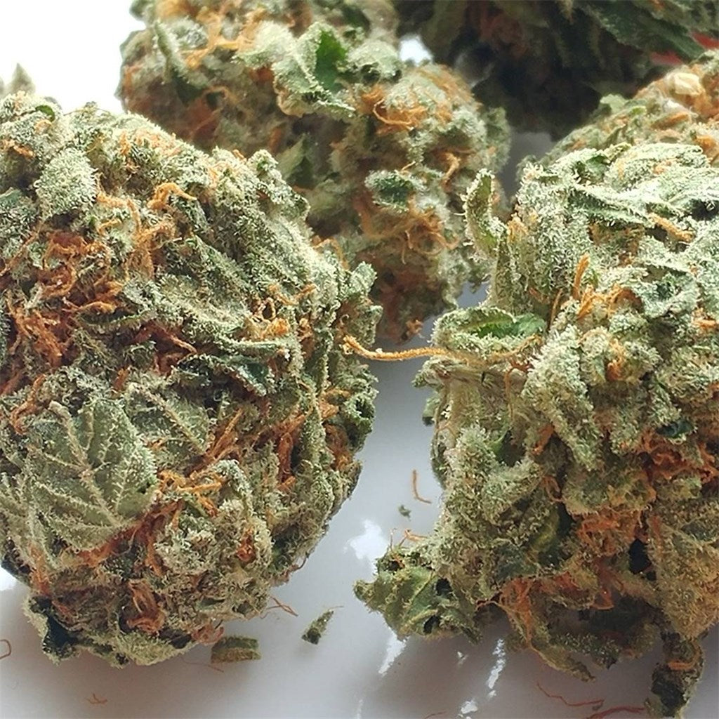 Megalodon marijuana strain flower with skunk and woody flavor and uplifted / creative effects - Rare Harvest sativa