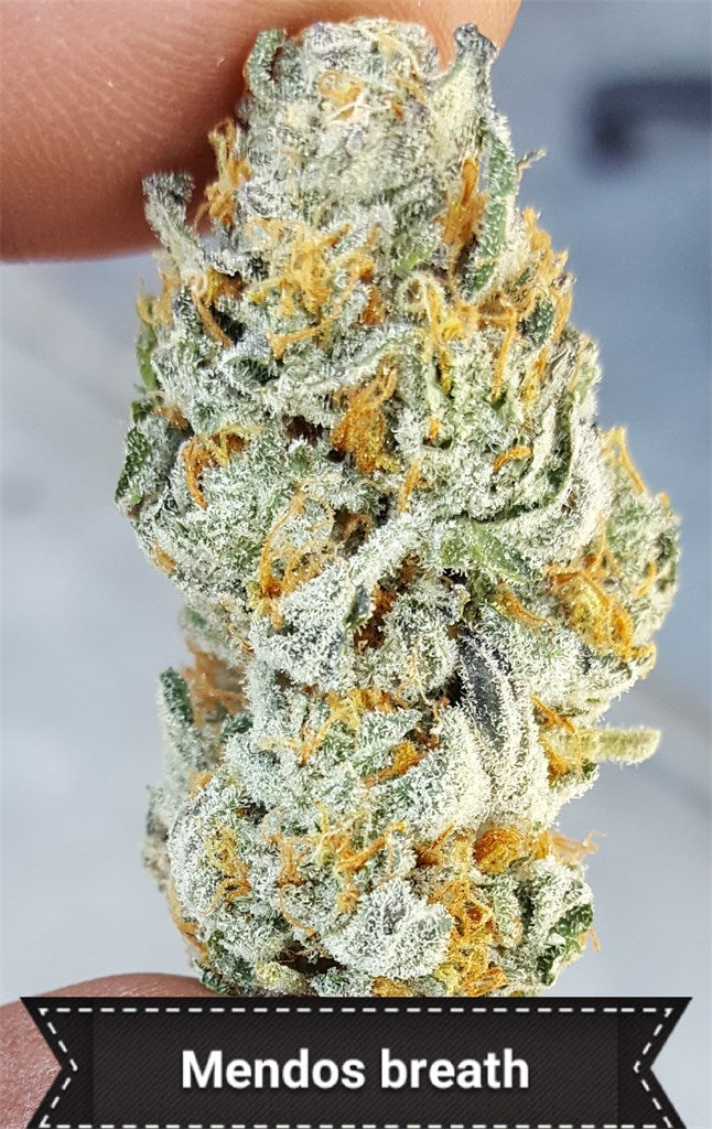Mendo Breath marijuana strain flower with vanilla and pepper flavor and sleepy / relaxed effects - Rare Harvest indica