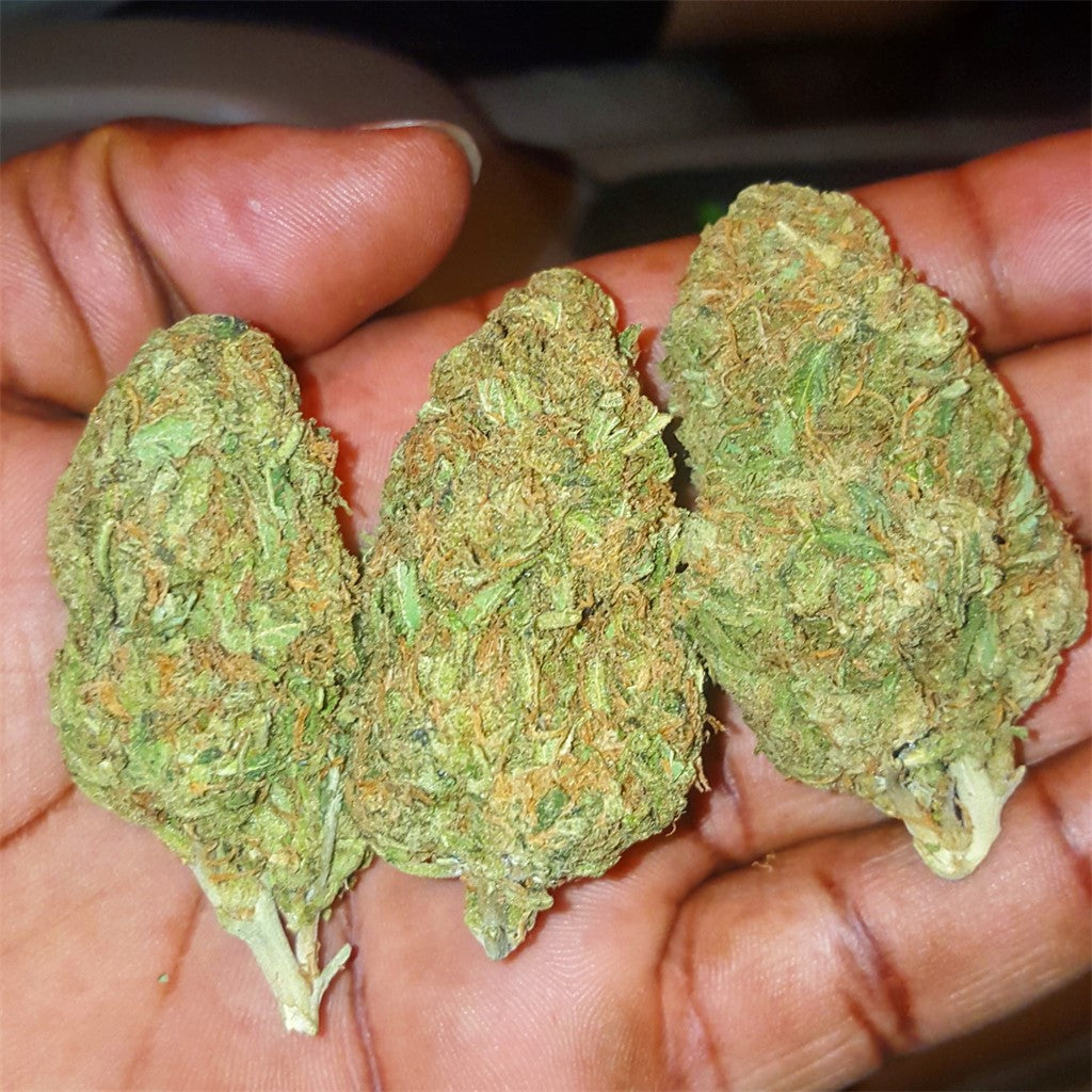 Milky Way marijuana strain flower with tobacco and menthol flavor and relaxed / sleepy effects - Rare Harvest indica