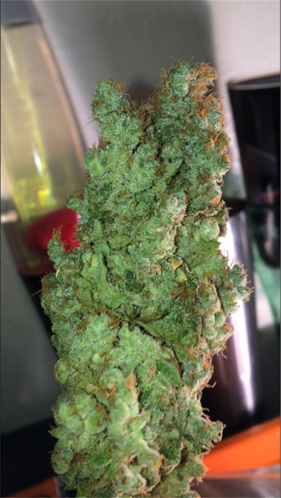 Misty Kush marijuana strain flower with lemon and mango flavor and happy / euphoric effects - Rare Harvest indica