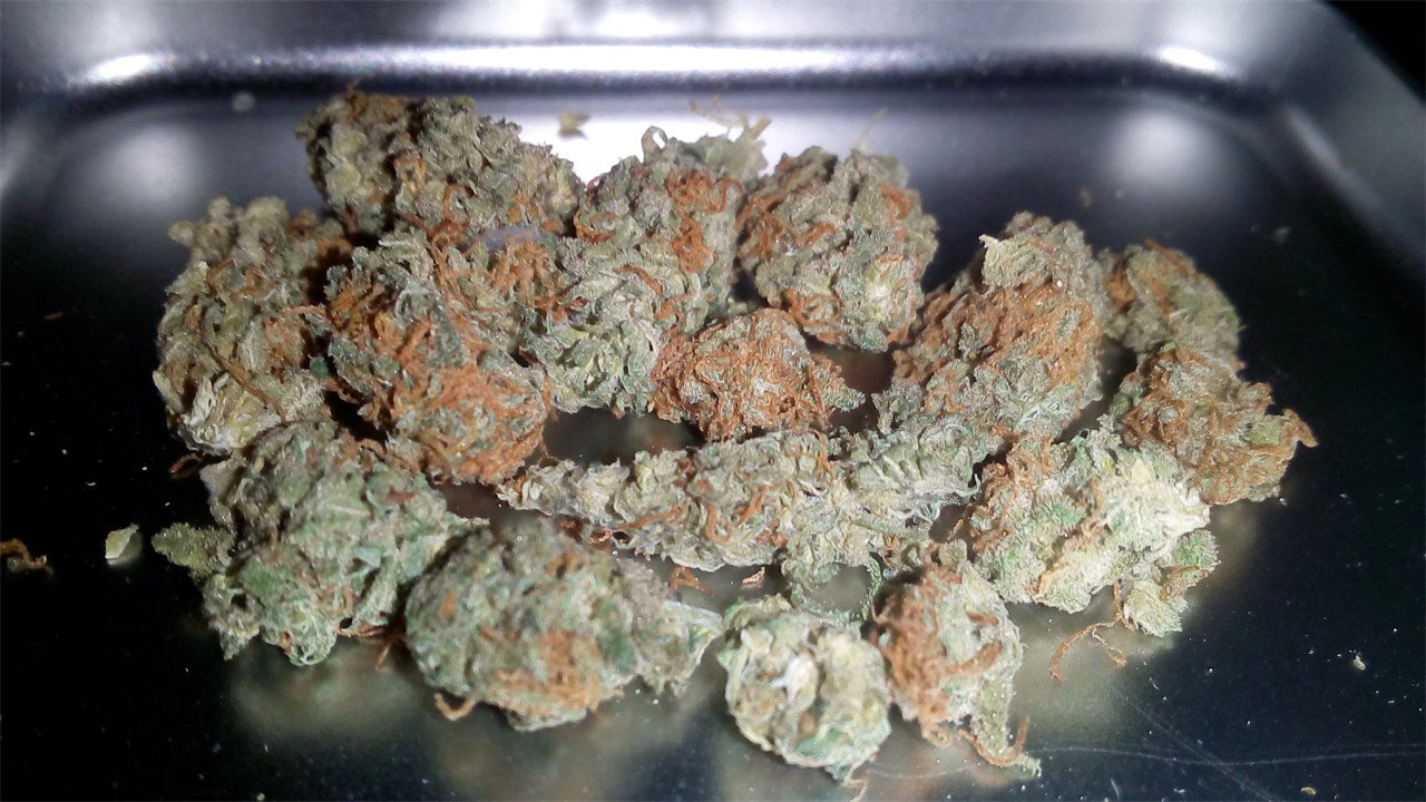 Moby Dick marijuana strain flower with citrus and menthol flavor and talkative / focused effects - Rare Harvest sativa