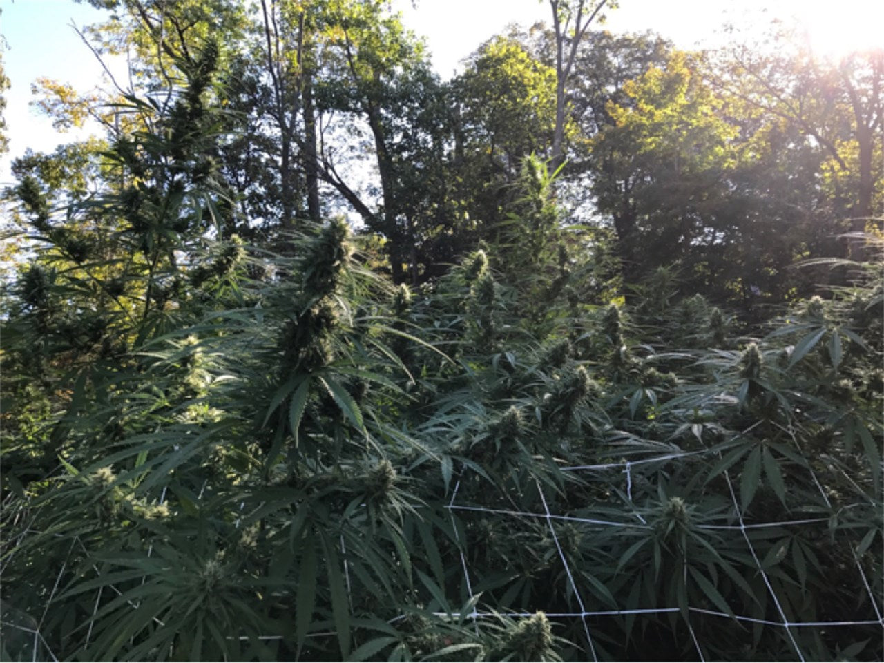 Moonshine Haze marijuana strain flower with flowery and sage flavor and uplifted / energetic effects - Rare Harvest sativa