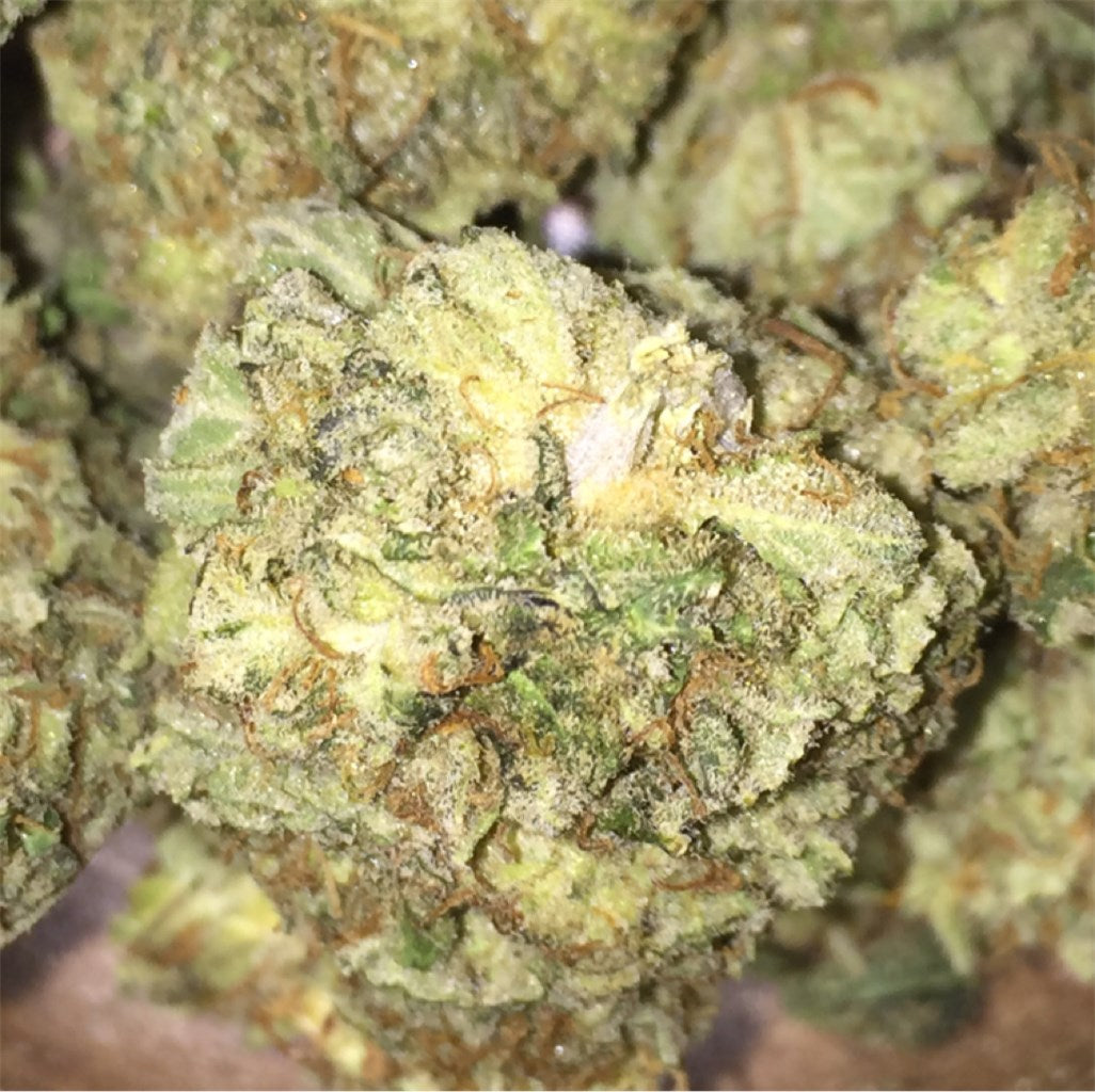 Moose and Lobsta marijuana strain flower with tropical and skunk flavor and focused / energetic effects - Rare Harvest sativa