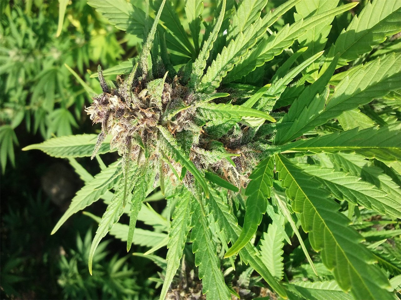 Mother of Berries marijuana strain flower with berry and blueberry flavor and sleepy / relaxed effects - Rare Harvest indica