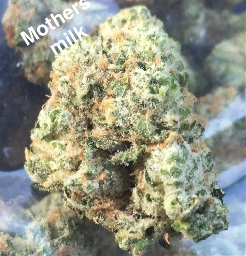 Mother's Milk marijuana strain flower with honey and butter flavor and tingly / relaxed effects - Rare Harvest hybrid