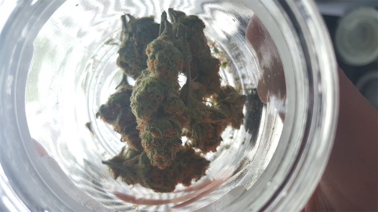 Mother Tongue marijuana strain flower with tropical and berry flavor and energetic / focused effects - Rare Harvest sativa