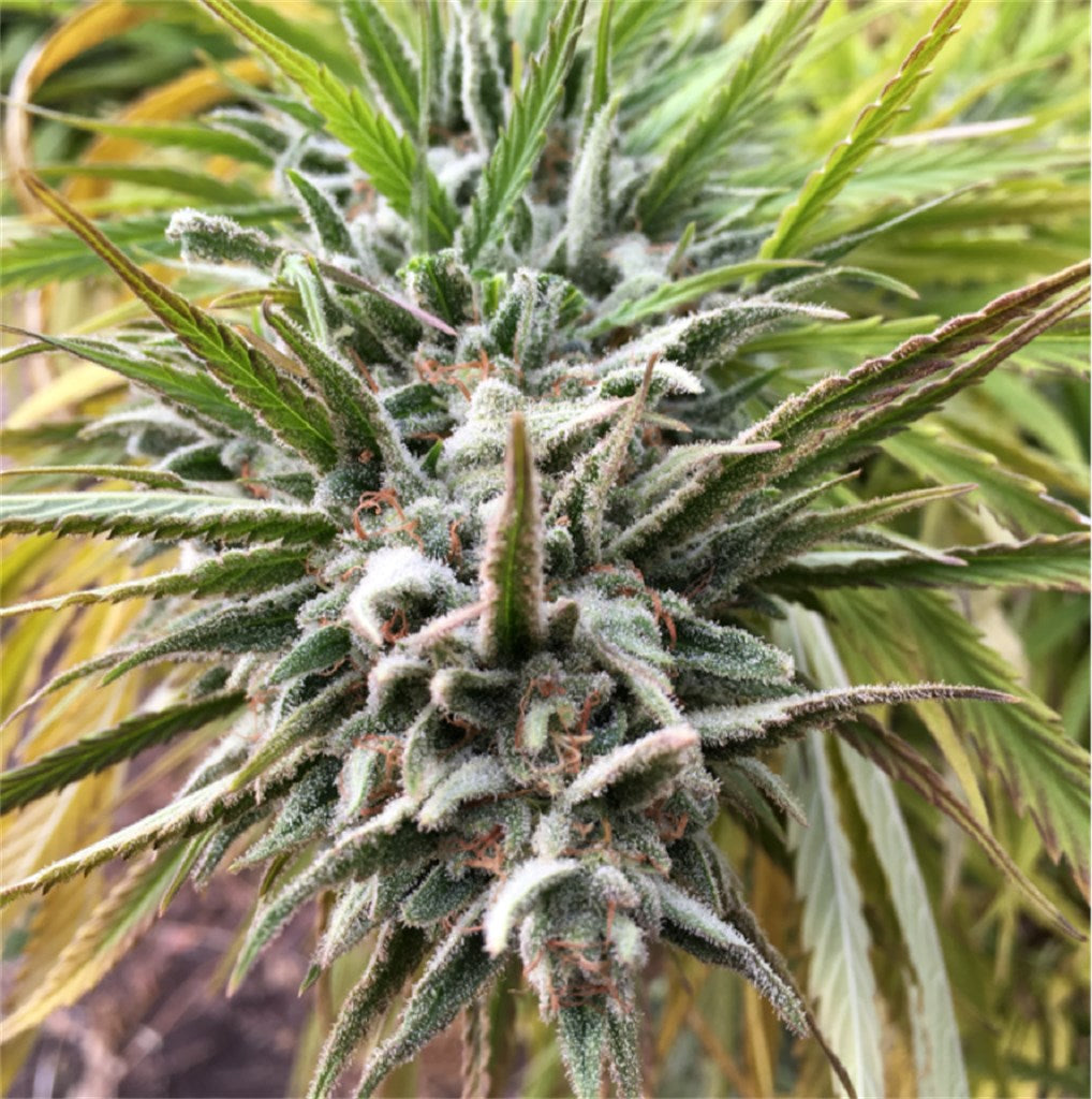 Mountain Girl marijuana strain flower with sage and diesel flavor and uplifted / happy effects - Rare Harvest hybrid