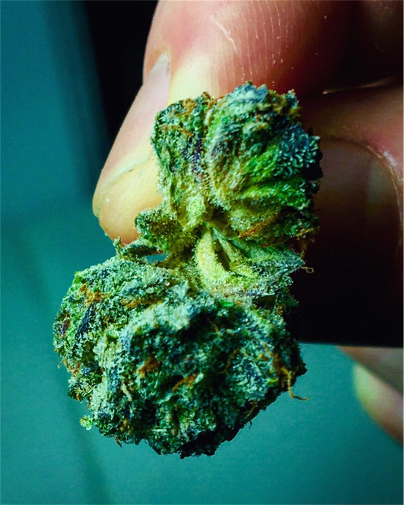 Mr. Tusk marijuana strain flower with blue cheese and blueberry flavor and talkative / tingly effects - Rare Harvest hybrid