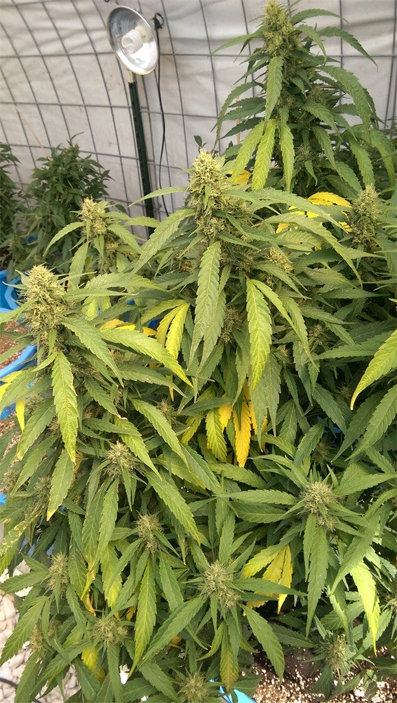 Ms. Universe marijuana strain flower with pineapple and vanilla flavor and energetic / talkative effects - Rare Harvest hybrid