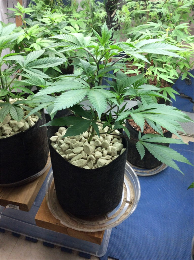 Mt. Cook marijuana strain flower with diesel and lemon flavor and energetic / creative effects - Rare Harvest indica