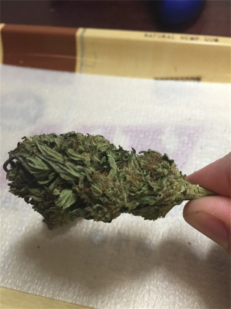 Mt. Rainier marijuana strain flower with woody and earthy flavor and aroused / energetic effects - Rare Harvest hybrid