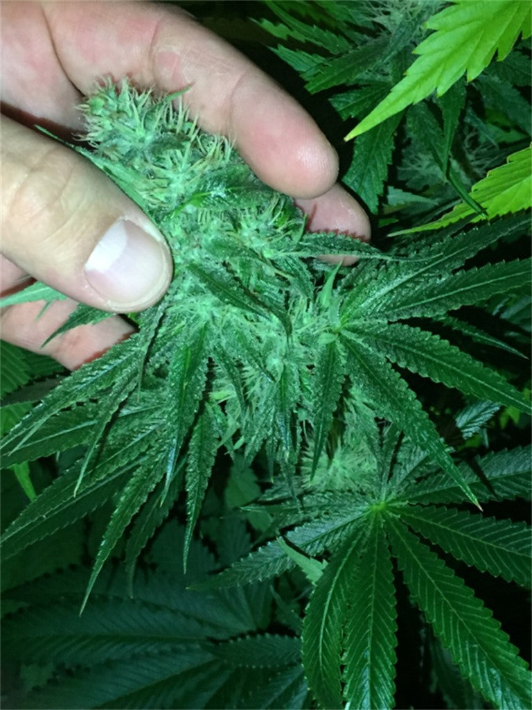 Nebula 2 marijuana strain flower with honey and woody flavor and focused / energetic effects - Rare Harvest hybrid
