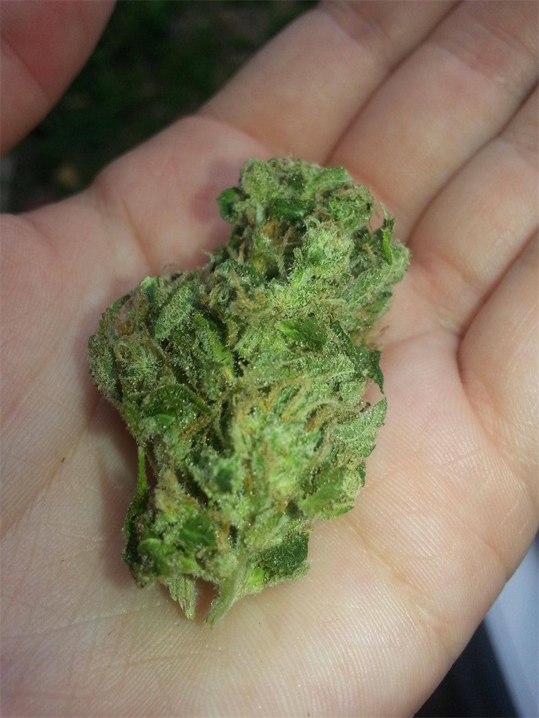 Negra 44 marijuana strain flower with sweet and earthy flavor and energetic / creative effects - Rare Harvest indica