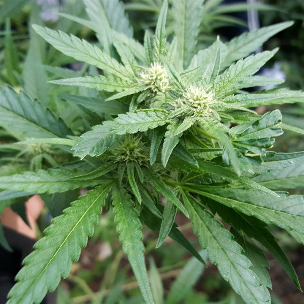 Nepalese marijuana strain flower with flowery and grapefruit flavor and happy / euphoric effects - Rare Harvest sativa