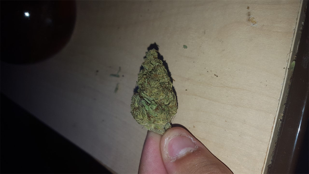 Neptune Kush marijuana strain flower with honey and apple flavor and creative / uplifted effects - Rare Harvest indica