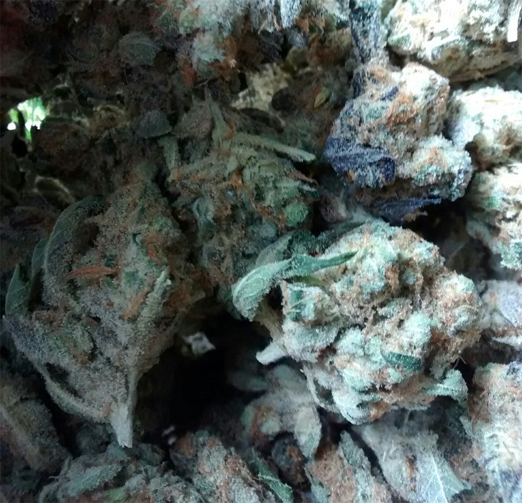 Nicole Kush marijuana strain flower with pungent and berry flavor and sleepy / relaxed effects - Rare Harvest indica