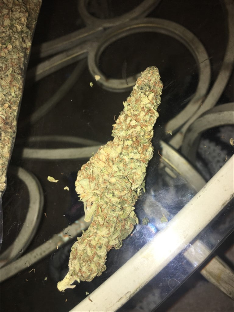 Night Train marijuana strain flower with chemical and diesel flavor and euphoric / sleepy effects - Rare Harvest indica