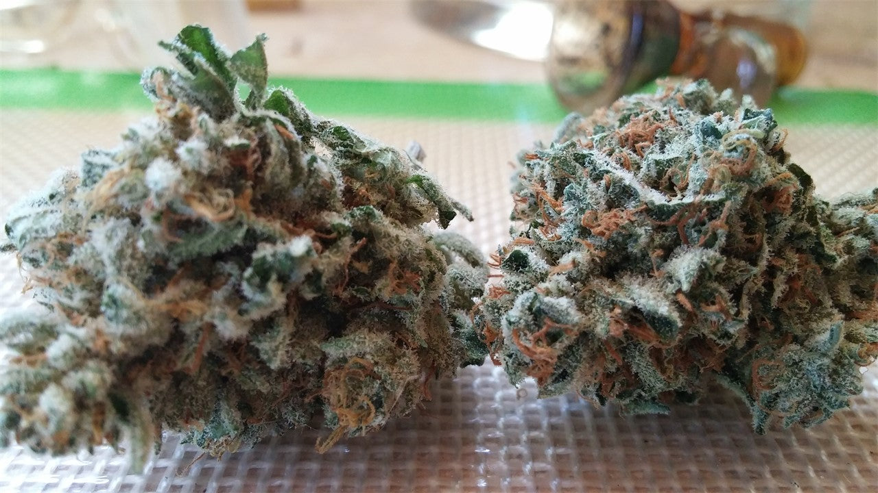 NightFire OG marijuana strain flower with blueberry and strawberry flavor and energetic / talkative effects - Rare Harvest sativa