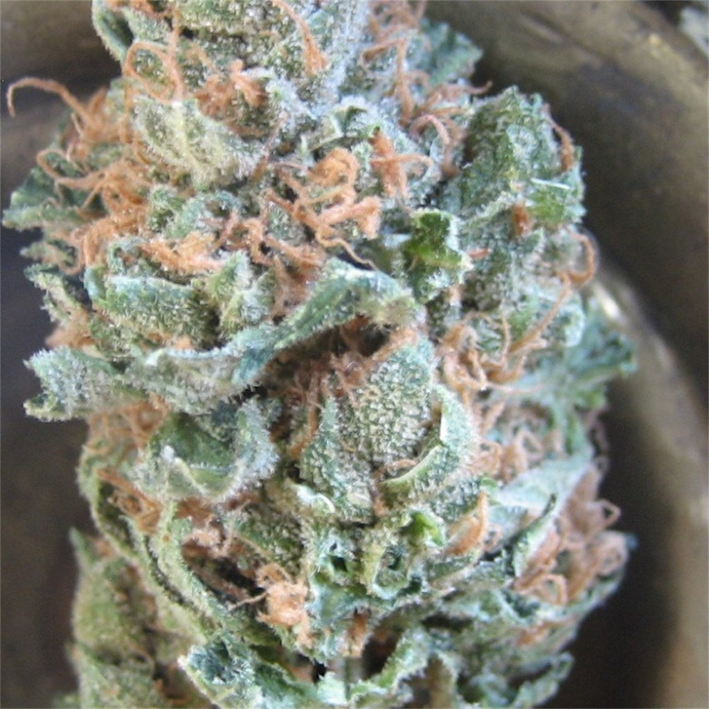 Nina Limone marijuana strain flower with lime and lemon flavor and energetic / uplifted effects - Rare Harvest sativa