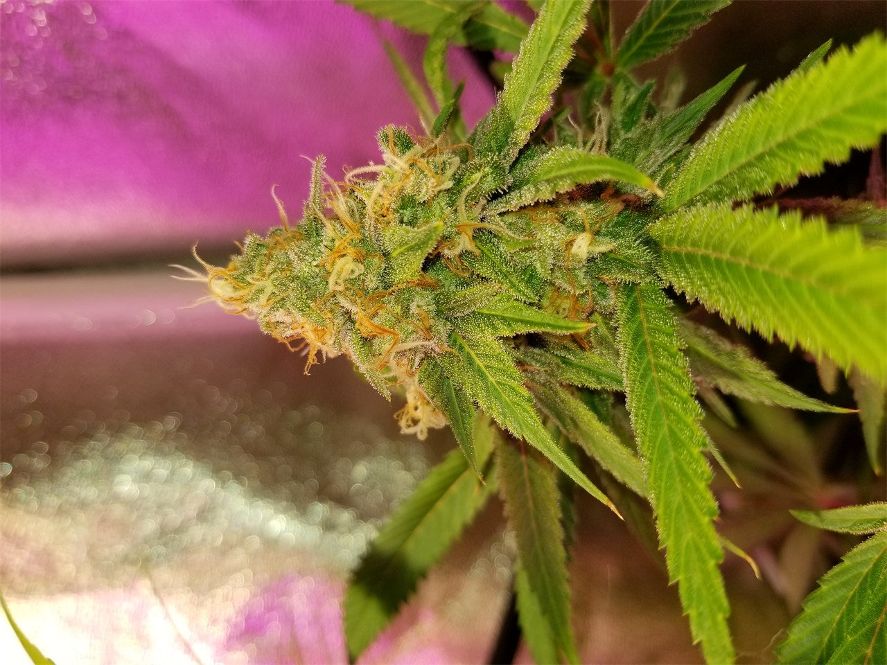 Ninja Fruit marijuana strain flower with grapefruit and grape flavor and uplifted / talkative effects - Rare Harvest hybrid
