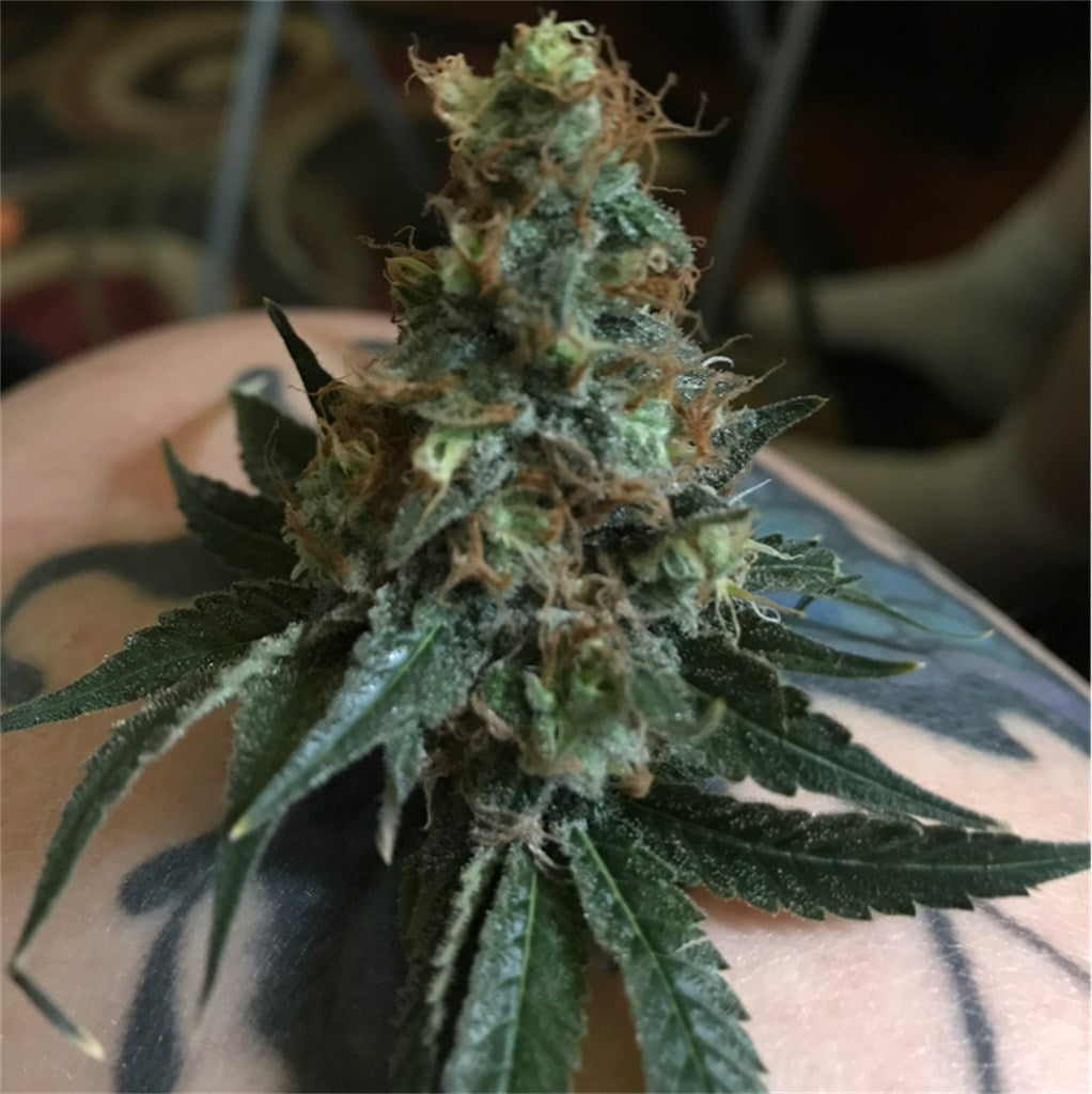 Nordle marijuana strain flower with nutty and sweet flavor and relaxed / sleepy effects - Rare Harvest indica