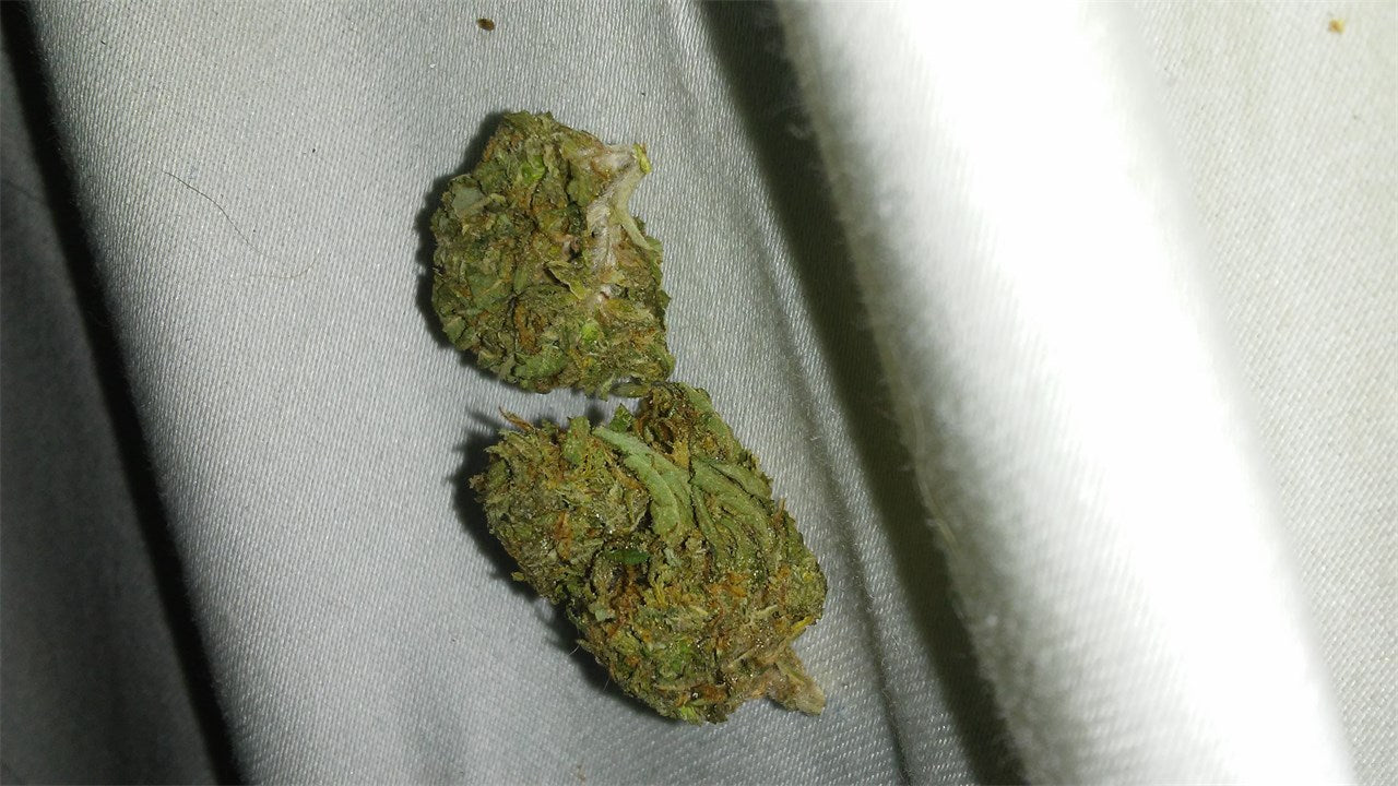 North American Indica marijuana strain flower with rose and blueberry flavor and focused / energetic effects - Rare Harvest indica