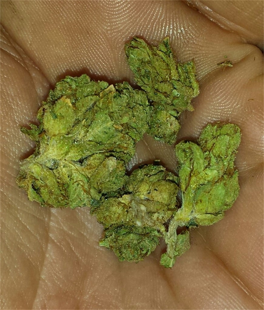 North American Sativa marijuana strain flower with mint and pine flavor and energetic / uplifted effects - Rare Harvest sativa