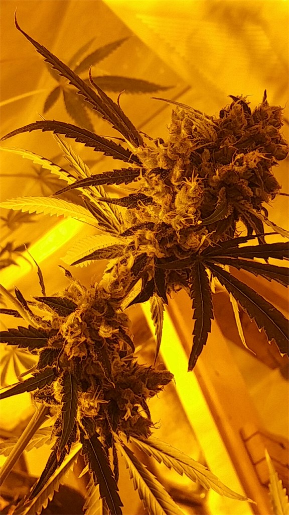 Northern Lights #5 x Haze marijuana strain flower with spicy/herbal and tobacco flavor and energetic / focused effects - Rare Harvest sativa