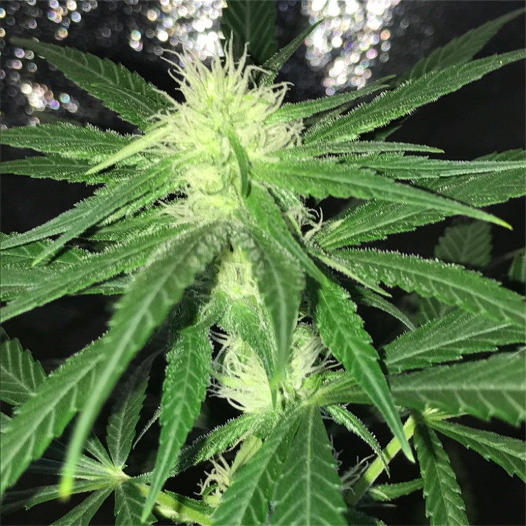 Northern Lights #5 marijuana strain flower with honey and pine flavor and euphoric / relaxed effects - Rare Harvest indica